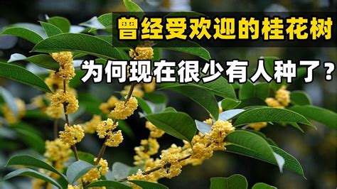 門前不能種什麼花|門前種桂花樹的禁忌有哪些？門前種什麼樹風水好？